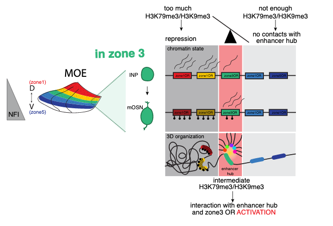 High levels of  H3K9me3/H3K79me3 induce chromatin compaction and formation of OR  compartments; intermediate levels suffice for OR compartmentalization but not or chromatin compaction, while low levels do not promote either. Consequently, in each OSN ORs from earlier zonal indexes are not expressed because they are actively silenced by constitutive heterochromatin and ORs from subsequent zones are not expressed because they cannot associate with other ORs and the Greek Island hub. 
