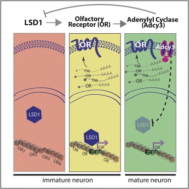 Three panels are shown. The first panel diagrams protein LSD1 not interacting with olfactory receptors in an immature neuron. The second panel shows LSD1 interacting with olfactory receptors in an immature neuron and olfactory receptors being translated. The third panel shows adenylyl cyclase 3 activation and inhibition of LSD1. 