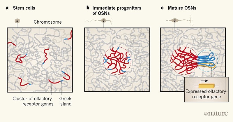 Figure 1 | Role of interchromosomal interactions in the expression of olfactory-receptor genes.