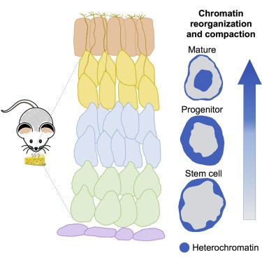 Graphical abstract showing how the nucleus changes as the olfactory epithelium matures. Stem cells are shown to have a thin layer of heterochromatin on the outside. Progenitors, layered on stem cells, have a thicker layer of heterochromatin on the outside. The mature cells, layered on the progenitor cells, have a "fried egg" nucleus with the heterochromatin in the center of the nucleus. 