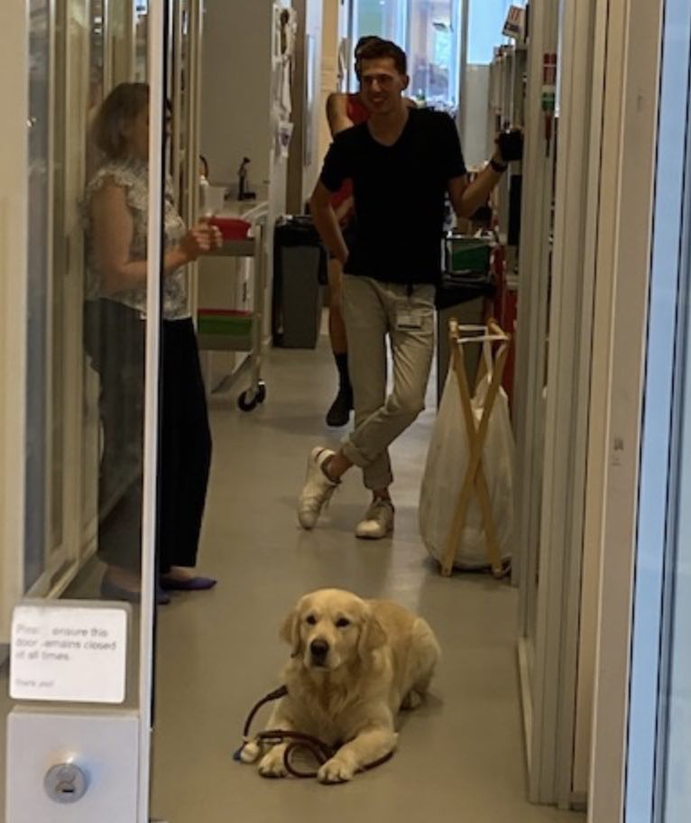 an English cream golden retriever at the doorway of the lab, in front of a crowd
