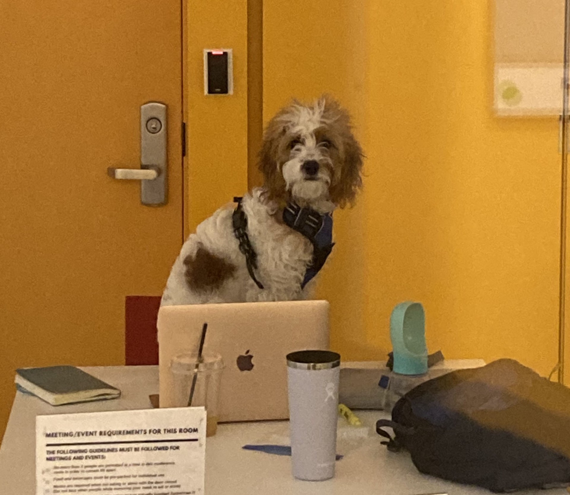 A brown and white dog sitting in front of a laptop 