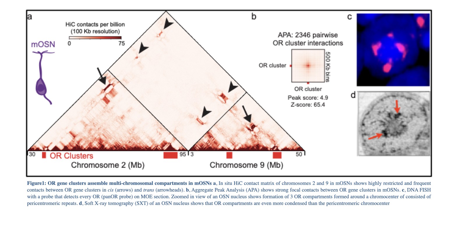  a, In situ HiC contact matrix of chromosomes 2 and 9 in mOSNs shows highly restricted and frequent contacts between OR gene clusters in cis (arrows) and trans (arrowheads). b, Aggregate Peak Analysis (APA) shows strong focal contacts between OR gene clusters in mOSNs. c, DNA FISH with a probe that detects every OR (panOR probe) on MOE section. Zoomed in view of an OSN nucleus shows formation of 3 OR compartments formed around a chromocenter of consisted of pericentromeric repeats. d, Soft X-ray tomography 