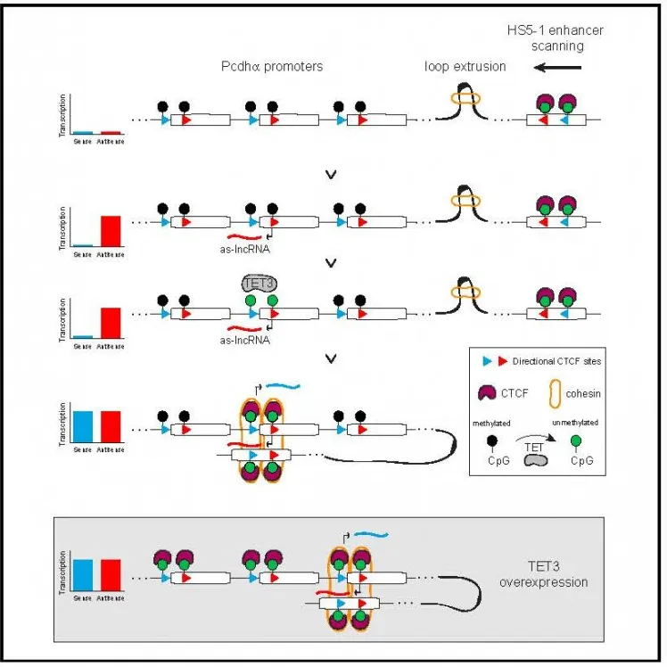 Coupling transcription of a long noncoding RNA to DNA demethylation ensures stochastic promoter choice for clustered Protocadherin a genes, which is essential for the establishment of a neuronal surface identity code involved in circuit assembly.